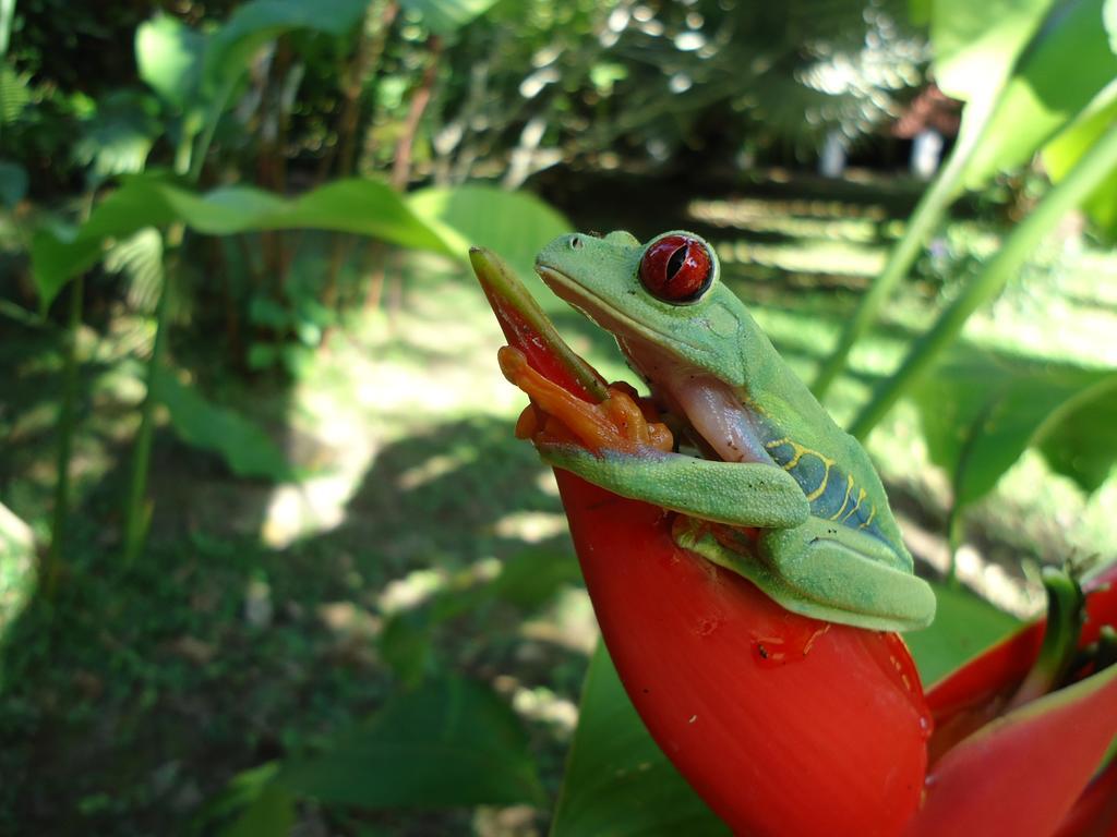 Cabinas Iguana กาอุยตา ภายนอก รูปภาพ